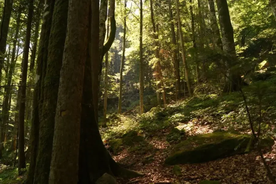Biodiversitatea României: Jalon PNRR atins, dar cu doar 2,54% din teritoriu protejat