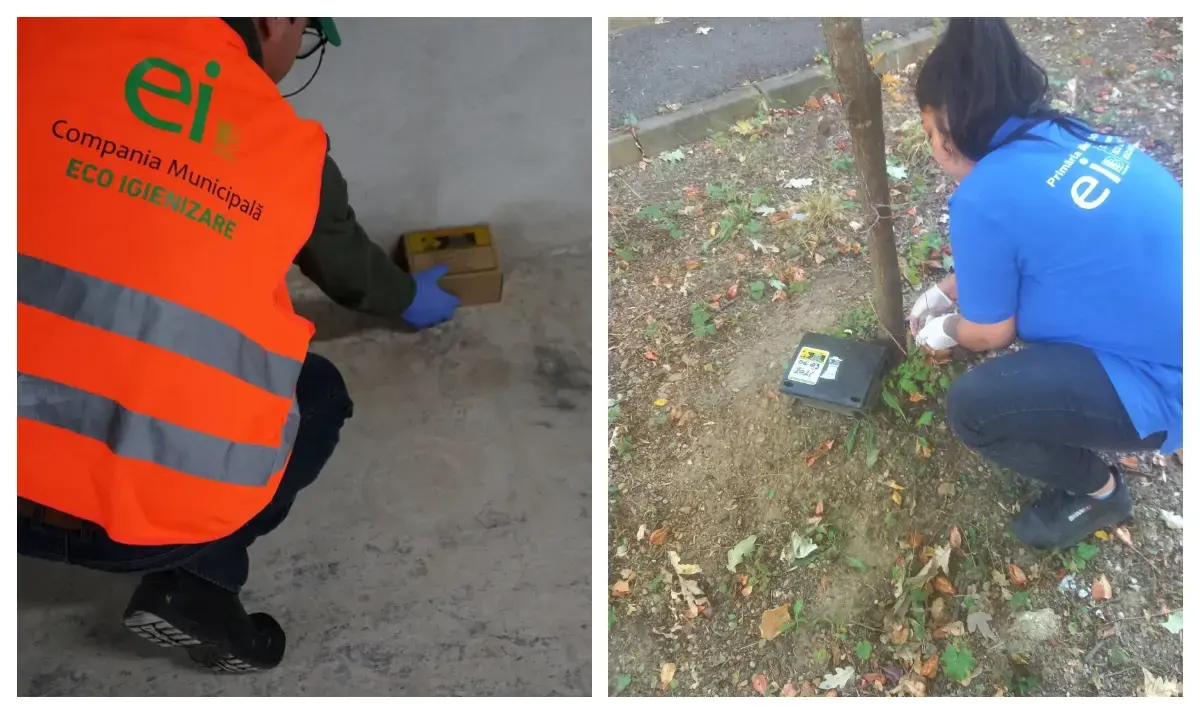 Municipalitatea: Bucureștiul, sub asediul șobolanilor: Primăria încearcă să stopeze invazia