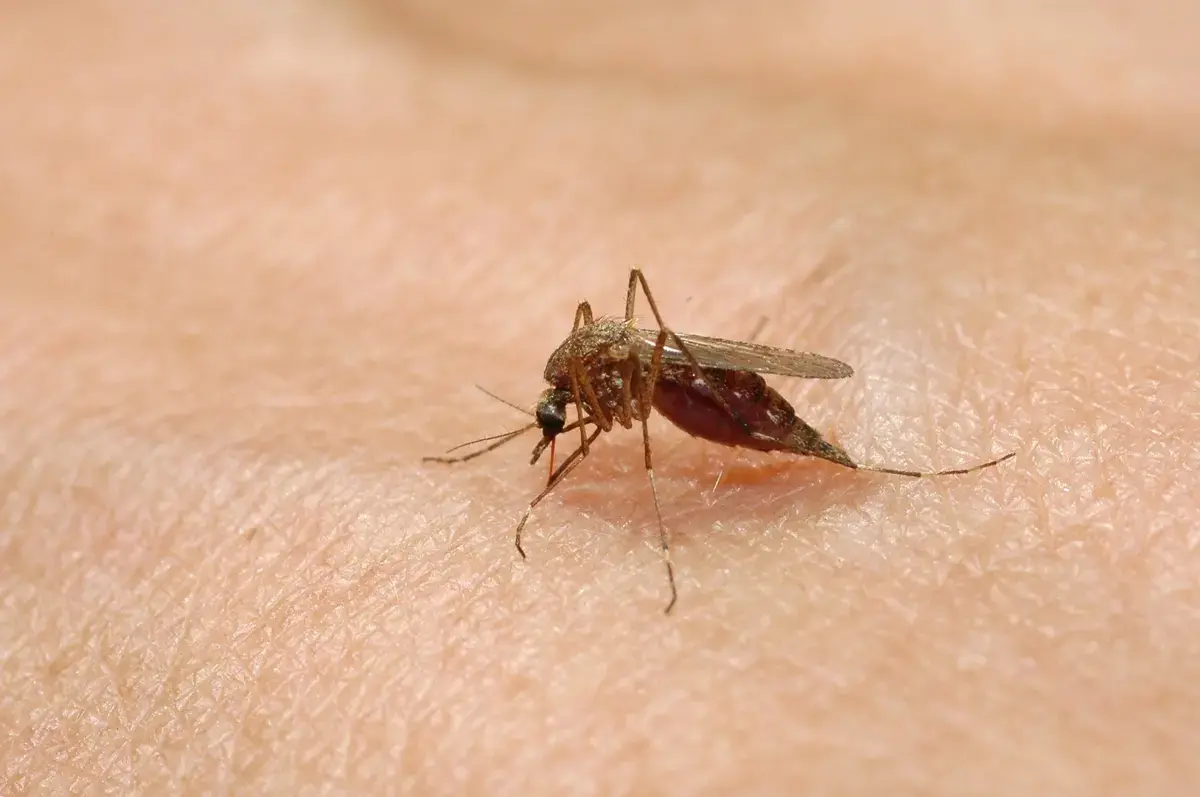 Peste 240 de cazuri de West Nile în Europa de la începutul sezonului. Italia și Grecia au cele mai multe infec