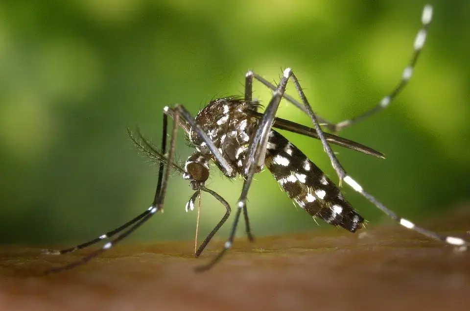 Primul caz de West Nile confirmat la Iași în august: ce simptome au avut pacienții