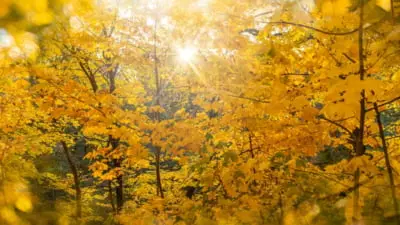 Meteorologie: ANM anunță prognoza termică pentru următoarele două săptămâni