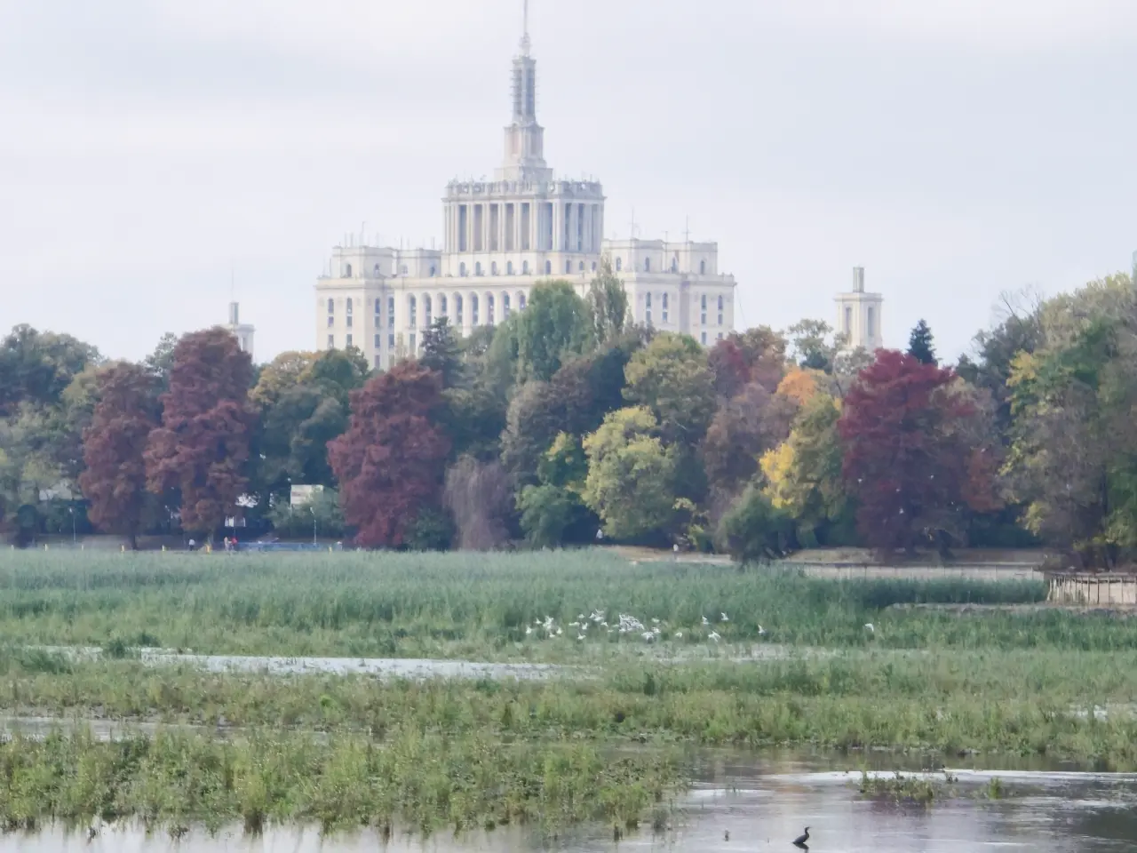Herăstrău fără apă: O deltă neașteptată cu stârci și rațe mandarin